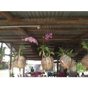 naturalny kokos - łupina - doniczka na storczyki