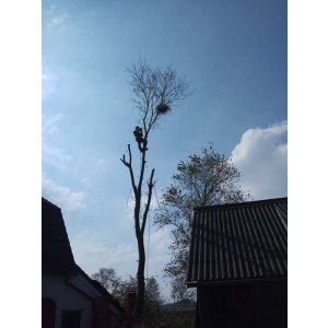ścinanie drzew - metody alpinistyczne