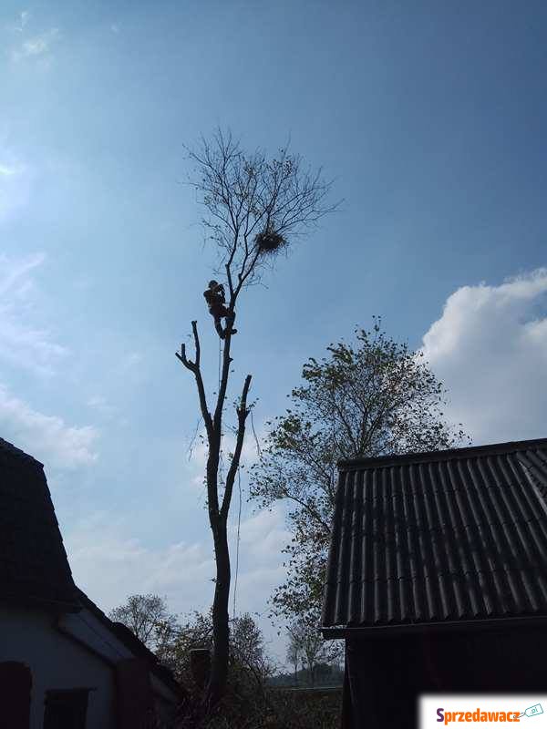 ścinanie drzew - metody alpinistyczne - Pozostałe usługi - Pabianice