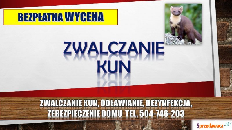 Zwalczanie kun, tel. 504-746-203, odławianie,... - Pozostałe usługi - Wrocław