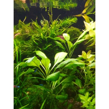 roślinki akwariowe