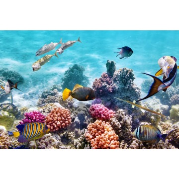 Obraz szklany 120x80 Coral reef