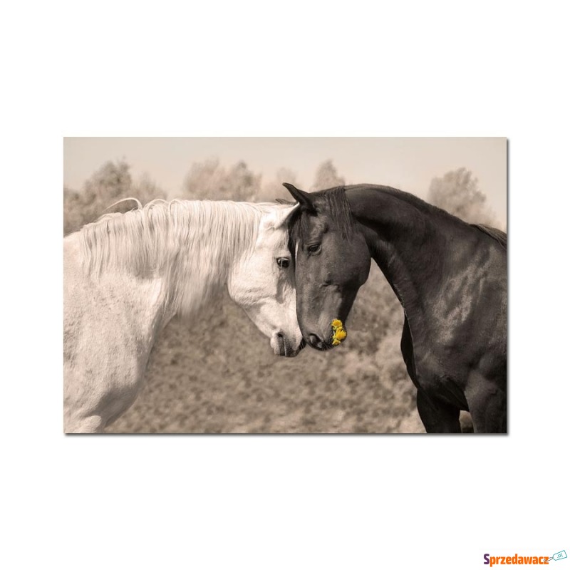 Obraz szklany 120x80 Konie - Obrazy - Kraśnik