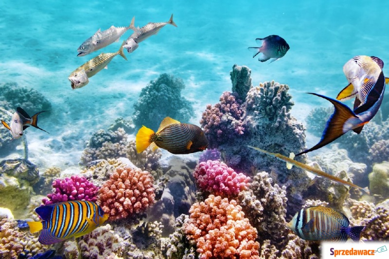 Obraz szklany 120x80 Coral reef - Obrazy - Jastrzębie-Zdrój