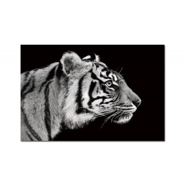 Obraz szklany 120x80 Tygrys (260276)