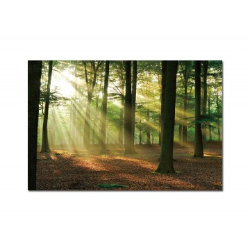 Obraz szklany 120x80 Promienie w lesie