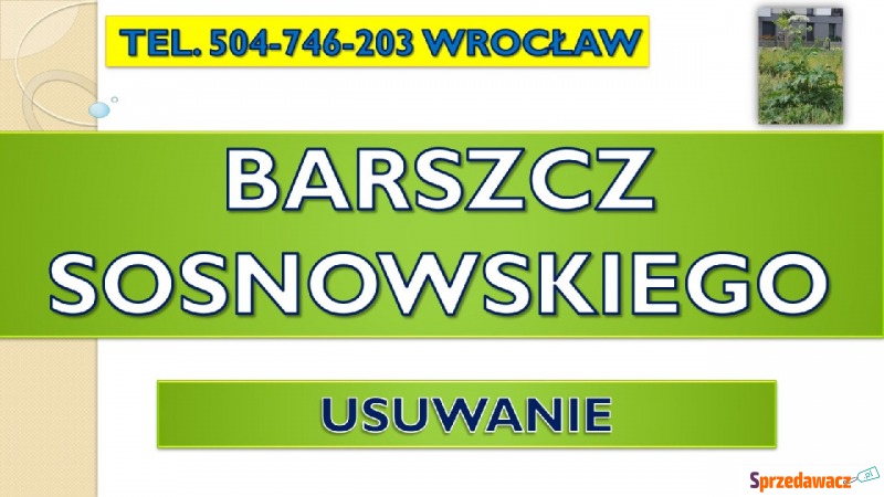 Usuwanie barszczu Sosnowskiego, tel. 504-746-203,... - Pozostałe usługi - Wrocław