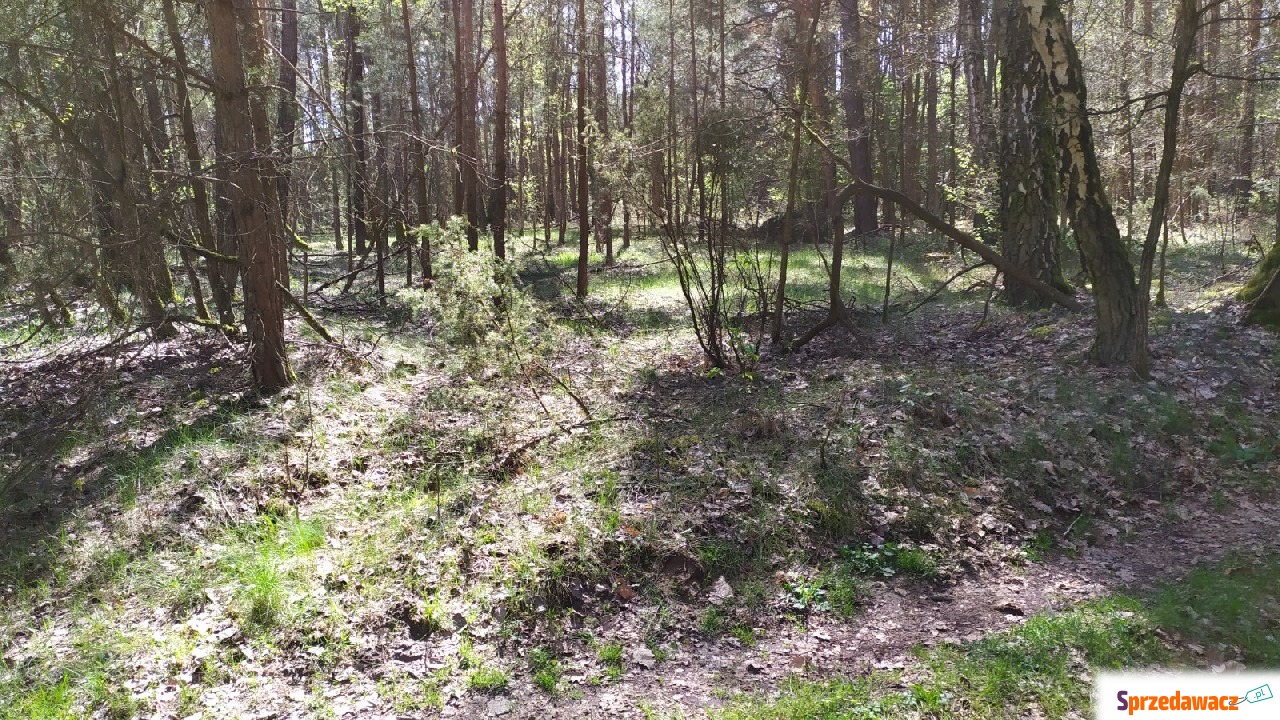 Sprzedam 2 działki w lesie