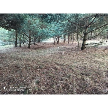 Działka rolna Bocheniec sprzedam, pow. 2455 m2  (24.6a) - zdjęcie 1