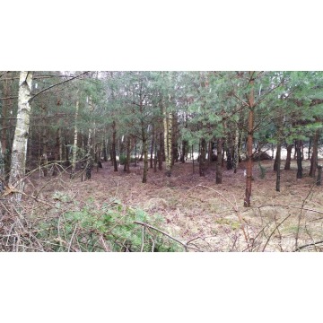 Działka rolna Bocheniec sprzedam, pow. 2455 m2  (24.6a) - zdjęcie 7