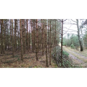Działka rolna Bocheniec sprzedam, pow. 2455 m2  (24.6a) - zdjęcie 9
