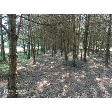Działka rolna Bocheniec sprzedam, pow. 4778 m2  (47.8a) - zdjęcie 5