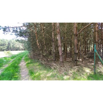 Działka rolna Bocheniec sprzedam, pow. 4778 m2  (47.8a) - zdjęcie 9