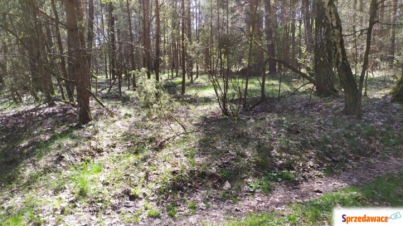 Działka leśna Bocheniec sprzedam, pow. 7687 m2  (0.77ha)