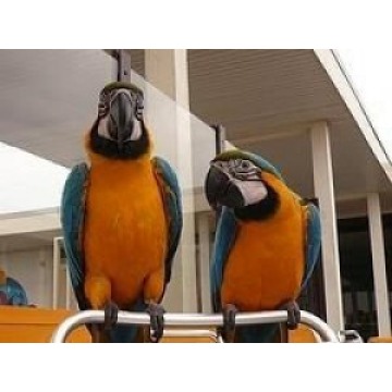 Zdrowa niebieska i złota papuga ara