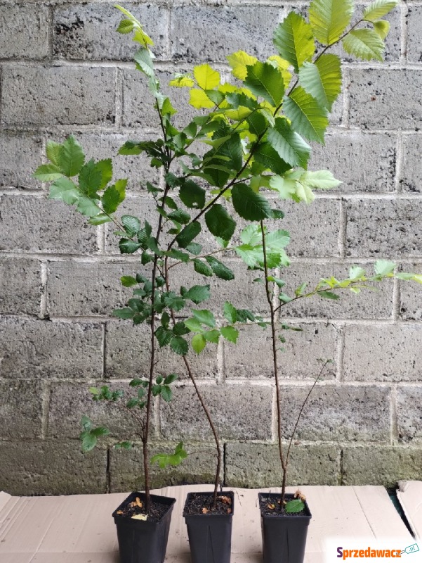Wiąz szypułkowy sadzonki w doniczkach Ulmus laevis - Roślinność liściasta - Bochnia