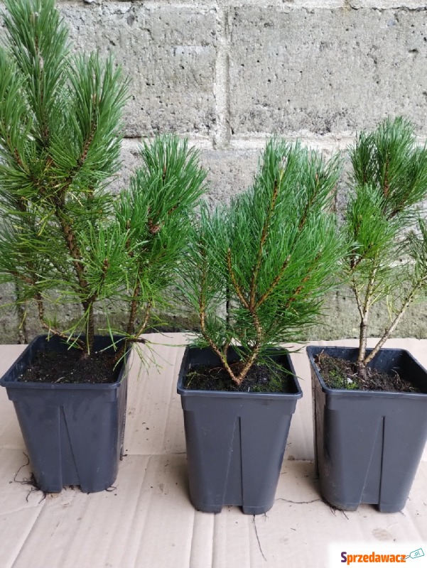 Kosodrzewina sadzonki w doniczkach Pinus mugo - Roślinność iglasta - Bochnia
