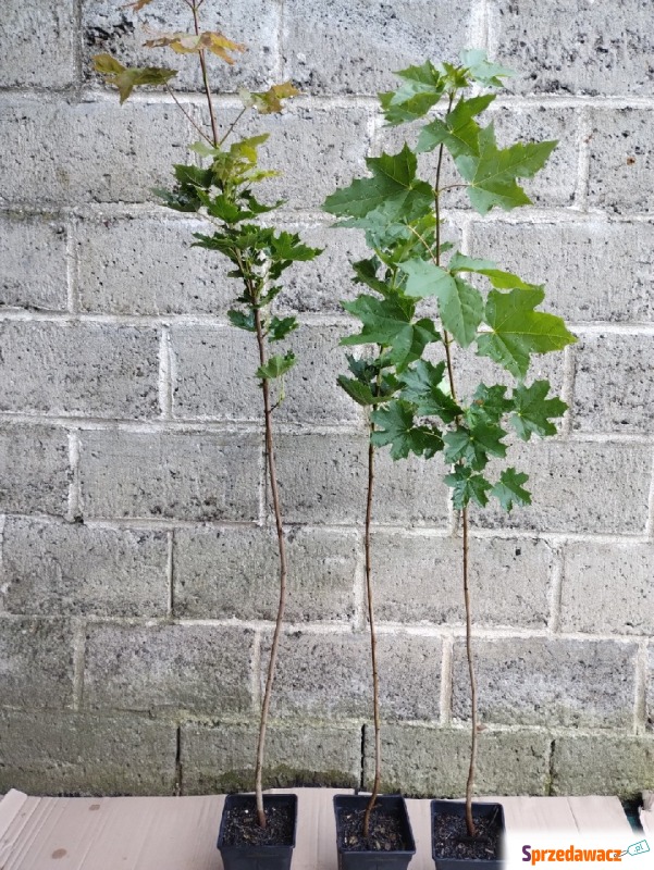 Klon zwyczajny sadzonki w doniczkach Acer platanoides - Roślinność liściasta - Bochnia