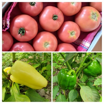 Pomidory ekonaturalne i 8nne warzywa sezonowe Wysyłka!