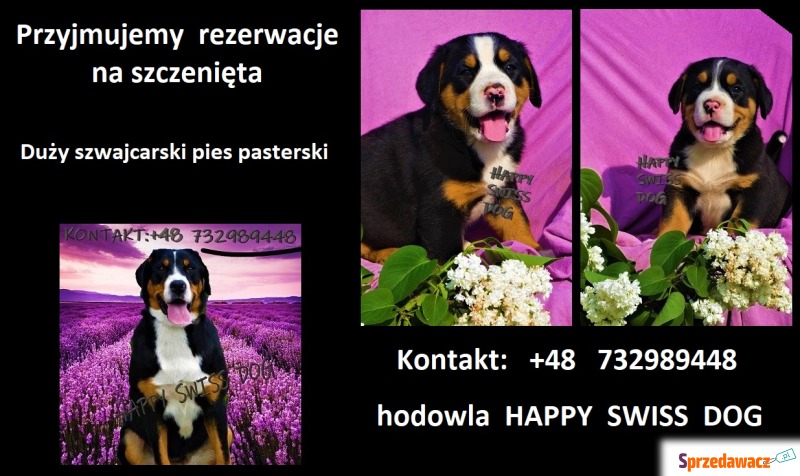 Szczenięta szczeniaki szczeniak Duży Szwajcarski... - Psy - sprzedam, oddam - Katowice