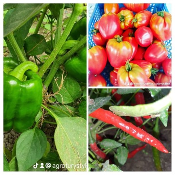 Pomidory ekonaturalne od Rolnika 730-450-496 Wysyłka!