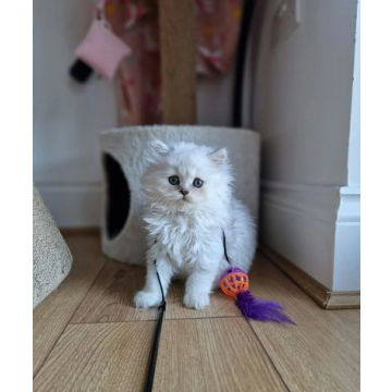 ❤️ Dostępna piękna kotka perska ♥️