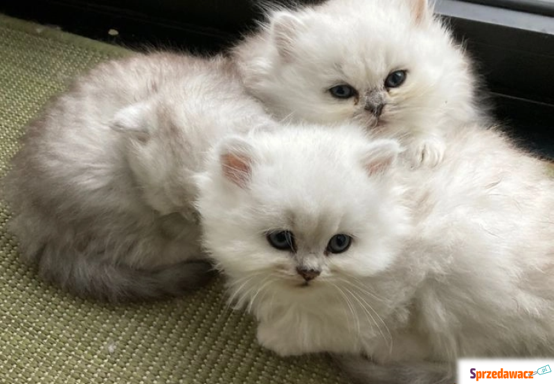 Kocięta perskie z szynszylą w kolorze białym i... - Koty - sprzedam, oddam - Kutno