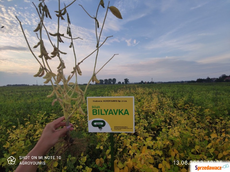 Material siewny soi odmiany Bilyavka - Nasiona, materiał siewny - Rudnik nad Sanem