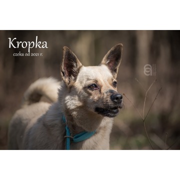 Kropka - Pies w typie rasy mix 