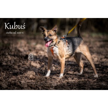 Kubuś - Pies w typie rasy mix 