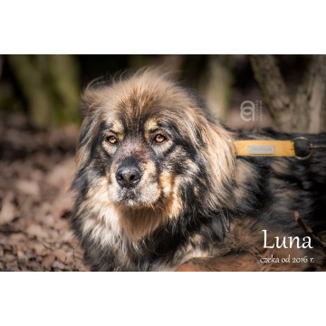 Luna - Pies w typie rasy mix 