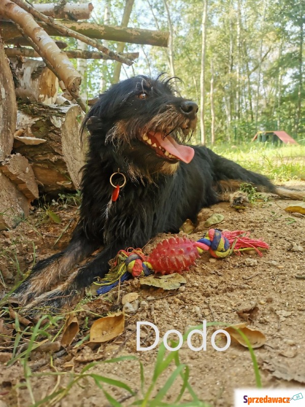 Dodo - Pies w typie rasy mix  - Psy - sprzedam, oddam - Częstochowa
