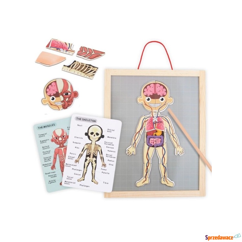 Magnetyczne puzzle - Nauka anatomii - Ciało c... - Pozostałe zabawki - Dębica