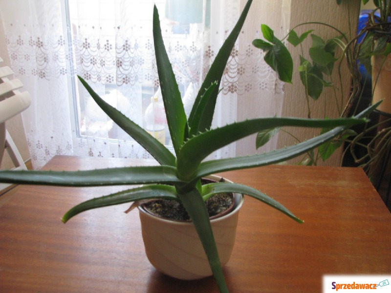 Aloes - piękna, zdrowa roślinka o właściwości... - Roślinność ozdobna - Krapkowice