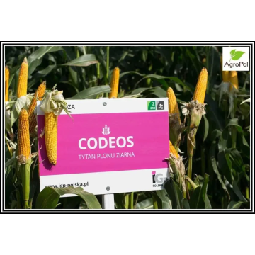 Kukurydza CODEOS - rewelacyjna na słabe gleby - nasiona kukurydzy IGP