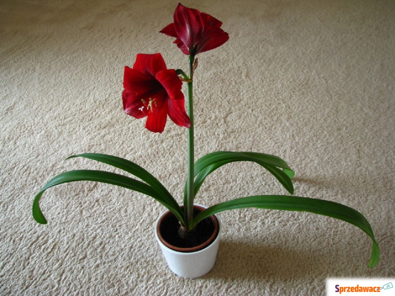 Amarylis, zwartnica - piękna kwitnąca roślinka - Roślinność ozdobna - Brzegi