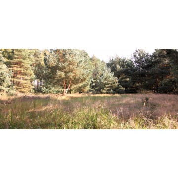 Działka rolna Szczecin - Warszewo sprzedam, pow. 1960 m2  (19.6a) - zdjęcie 3