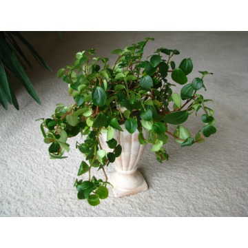 Mulenbekia - piękna zdrowa roślinka ozdobna