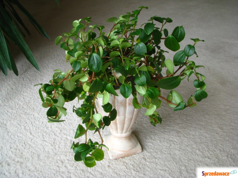 Mulenbekia - piękna zdrowa roślinka ozdobna - Roślinność liściasta - Brzegi