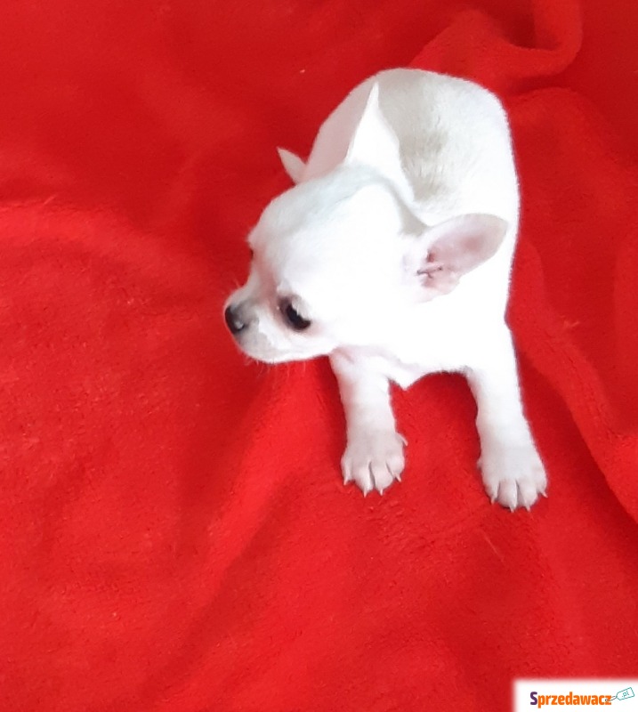 Chihuahua z rodowodem FCI - Psy - sprzedam, oddam - Gdańsk