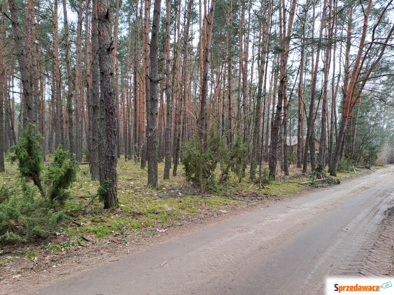 Działka leśna Rynia sprzedam, pow. 4461 m2  (44.6a), uzbrojona