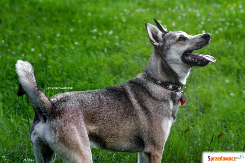 Kaszmir - Pies w typie rasy mix-siberian husky - Psy - sprzedam, oddam - Częstochowa