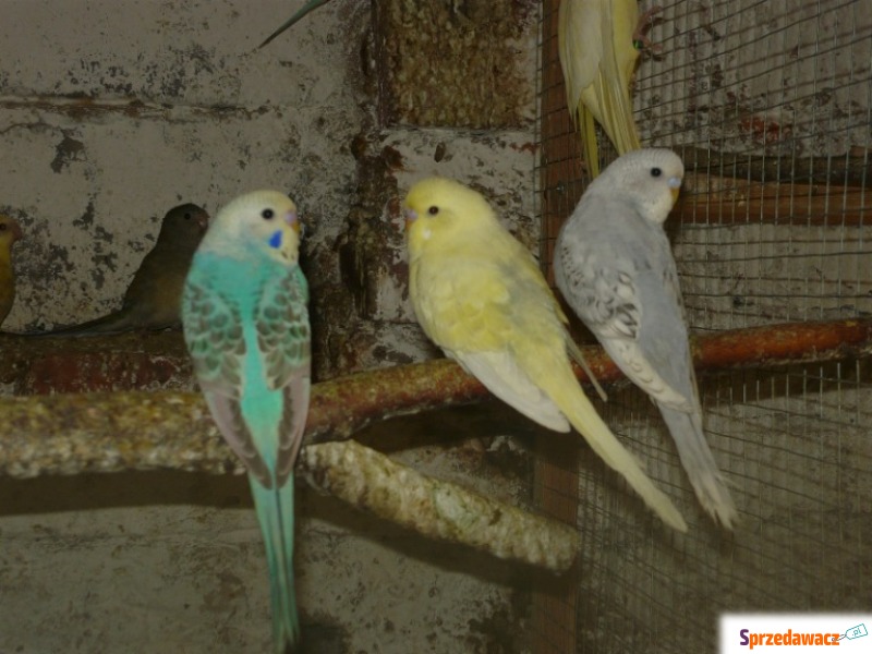 Papużki, papugi faliste 24r - Ptaki - zwierzęta - Pruchna