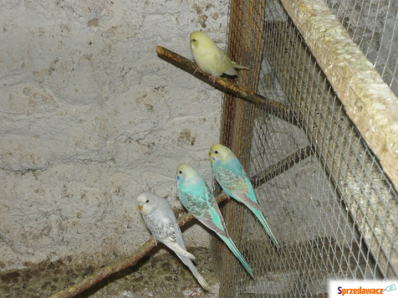 Papużki, papugi faliste 2024 - Ptaki - zwierzęta - Pruchna