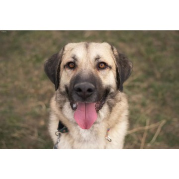 Żoro - Pies w typie rasy Mieszaniec  - Wiek: 2 lata