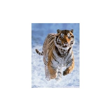  Puzzle 500 el. Tygrys w śniegu Ravensburger