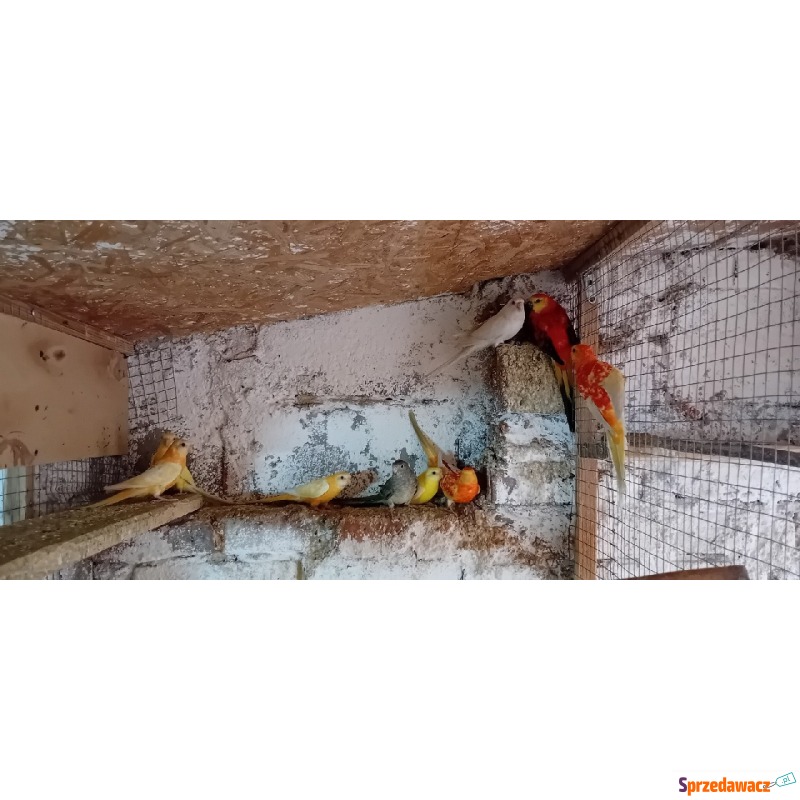 Papugi świergotki 2024 - Ptaki - zwierzęta - Pruchna