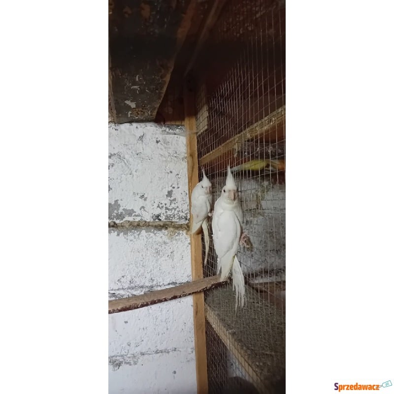 Niespokrewniona para nimf albino 2022 - Ptaki - zwierzęta - Pruchna