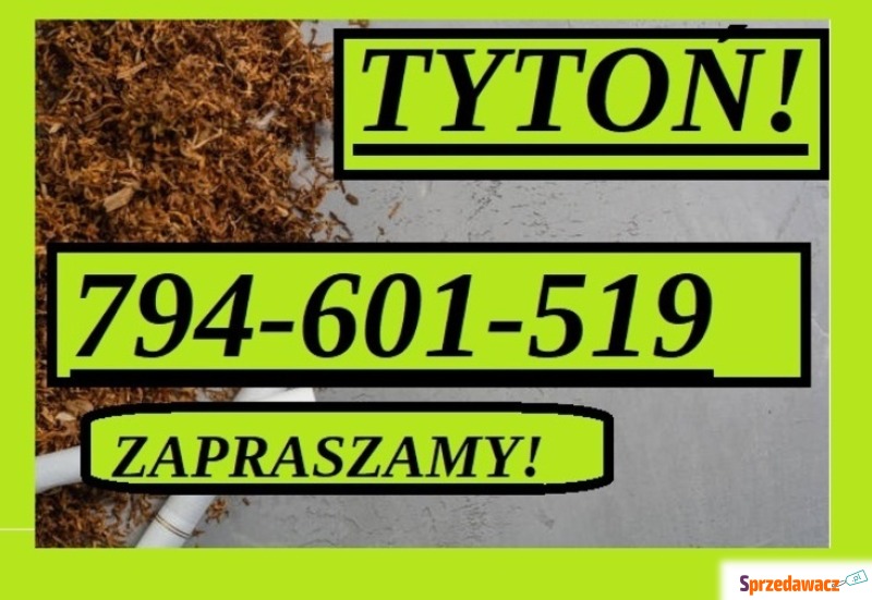 tania machorka tytoń - Nasiona, materiał siewny - Inowrocław