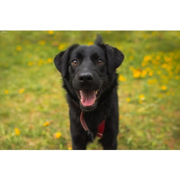 Zuri - Suczka w typie rasy Labrador  - Wiek: 7 miesięcy